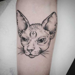 Sophie cat