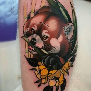 Steven red panda